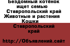 Бездомный котёнок ищет семью - Ставропольский край Животные и растения » Кошки   . Ставропольский край